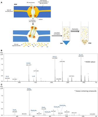 Enzymatic fingerprinting reveals specific xyloglucan and pectin signatures in the cell wall purified with primary plasmodesmata